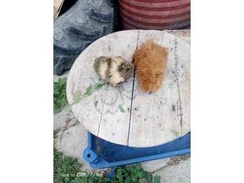 Sütten kesilen guinea pig bebekler