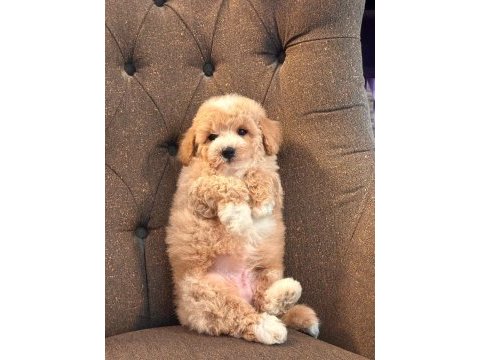 Maltipoo yavruları sizleri bekliyor  