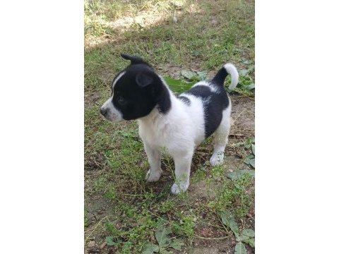 Süs köpeğimiz