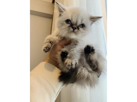 Güzellik abidesi persian dişiler