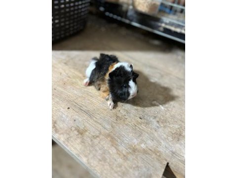 İstanbul bağcılar sahibinden ginpig