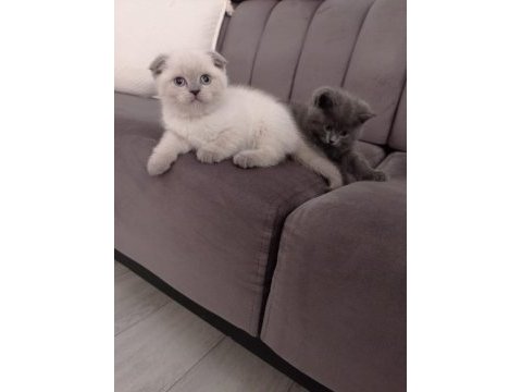 Sevimli bebek kediler