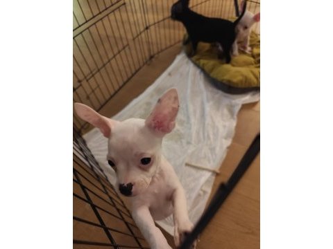 Yavru köpeklerimizi sahiplendirme