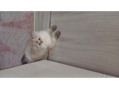 8 aylık safkan brıtısh longhaır dişi