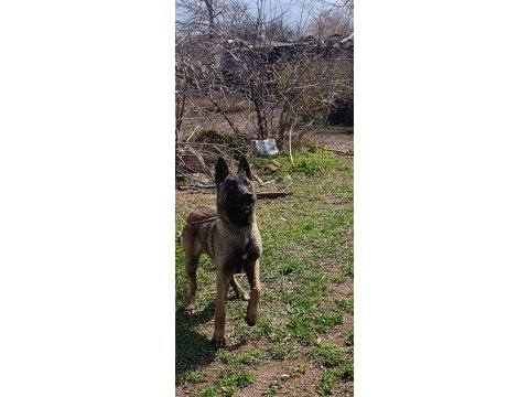 5 aylık dişi belçika kurdu bebek