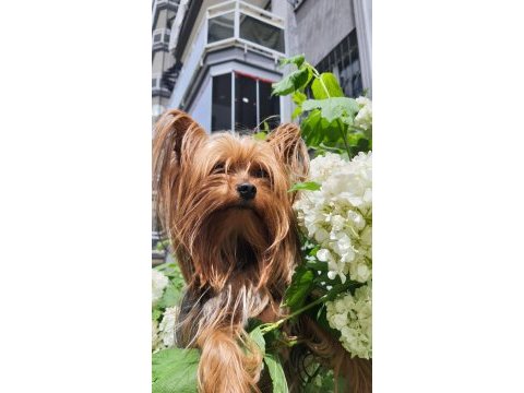 Yorkshire terrier erkek çipli ve sağlıklı