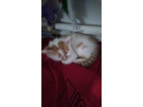 Bu minik kedilere yuva arıyorum