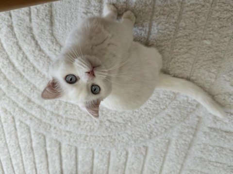Bembeyaz scottish fold dişi kedi yuva arıyor