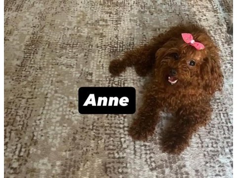 Toy poodle kore orjinal ev ortamında