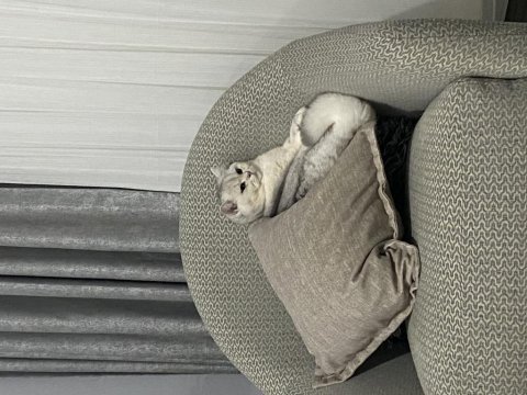 Kedimiz tommycik yeni yuva arayışında