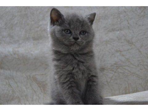 British shorthair yavrular