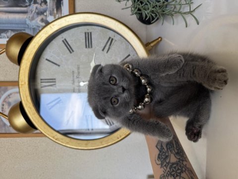 Scottish fold yavrular