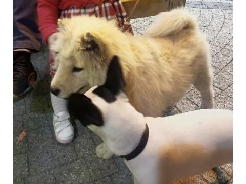 Çin aslanı 4 aylık