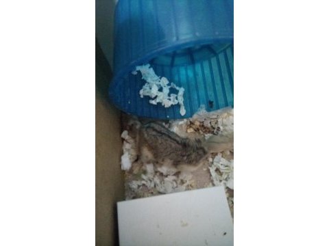 Gonzales hamster