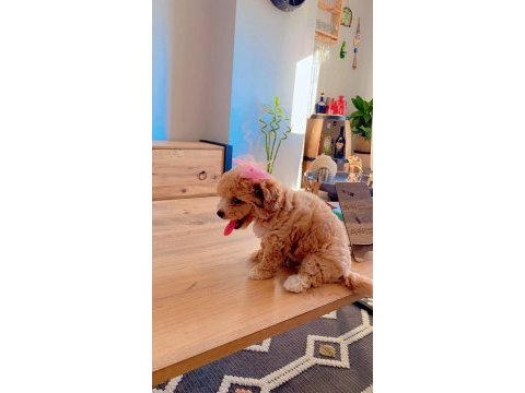 Teacup maltipoo 2 aylık teacup toy poodle ayarında