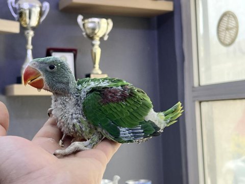 El besleme yerli üretim bebek alexander papağanlarımız