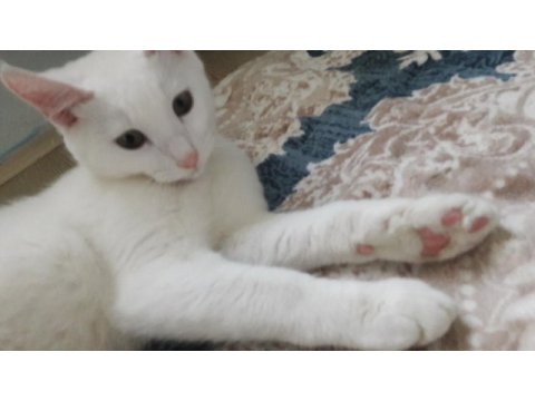 Ücretsiz kedi russian blue