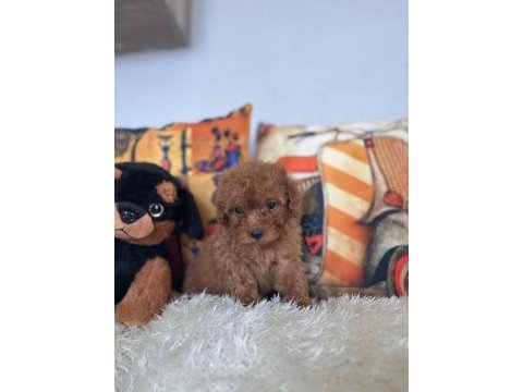 Kore kan bebiş poodle