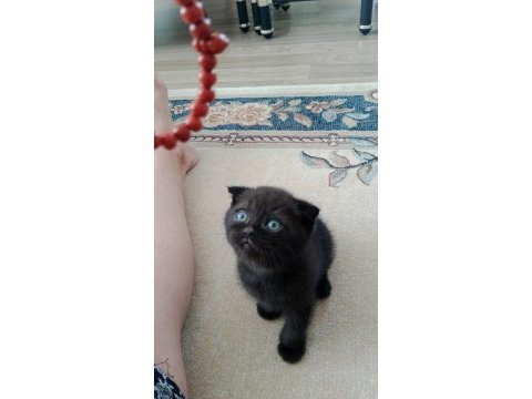 Acil sahiplendirilecek kedilerimiz