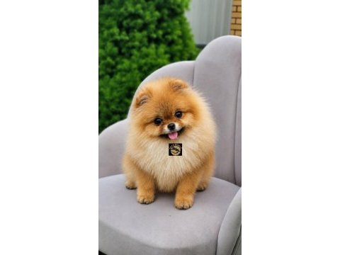 Pomeranian boo yavrularımız