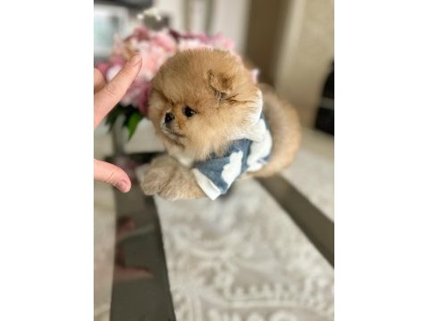 Orijinal ayı sürat üst kalite pomeranian