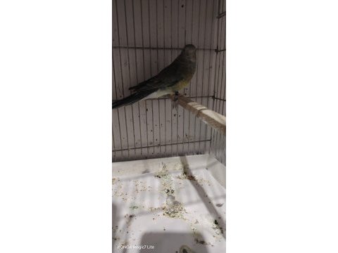 Elimde 1 adat pareket papağanımız