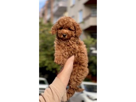 Sakarya poodle köpeği