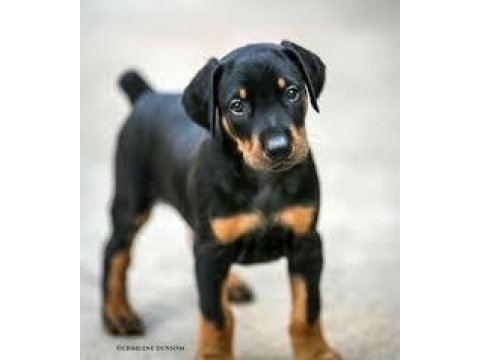 Bıçaktan daha keskin doberman