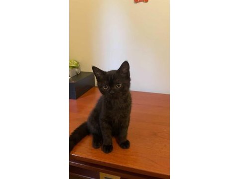 Oyuncu sevecen 3 aylık yavru british shorthair