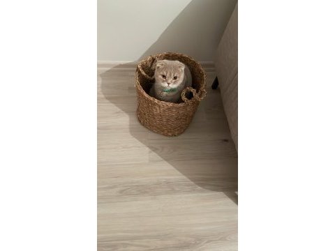 Uysal çok tatlı scottish fold