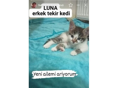 45 günlük tekir erkek kedi