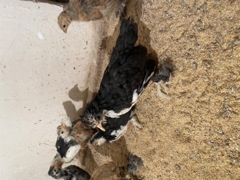 45 günlük yavru ispençler