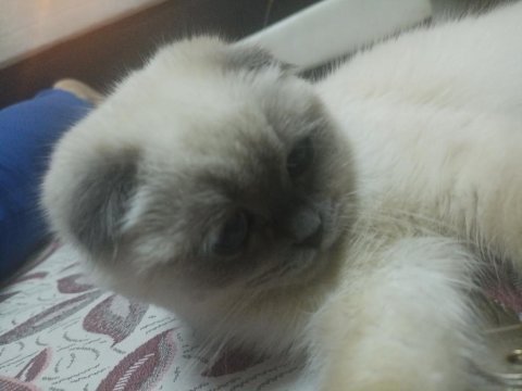 Kızımıza erkek safkan scottish fold blue point arıyoruz
