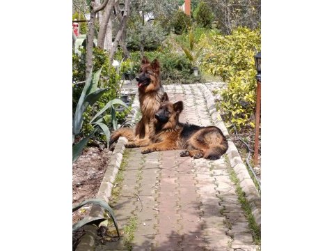 K9 alman kurdu saf kan