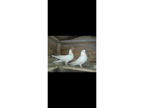 Beyaz mardin çift güvercinler