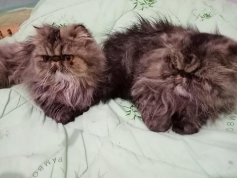 Güzel safkan farsça kız 6 aylık iran kedisi