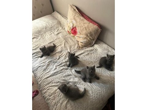 British shorthair yavrularımız