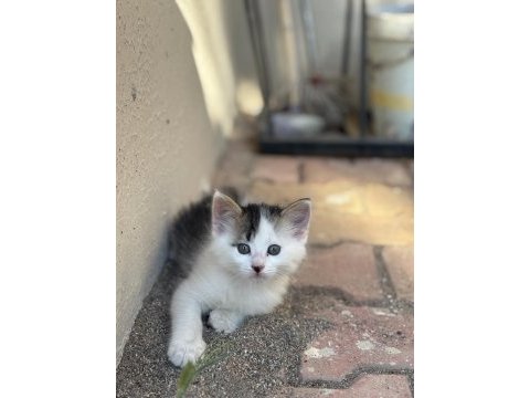 3 aylık ücretsiz yavru kedimiz