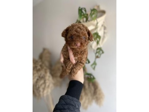 Korekan toy poodle erkek yavrumuz