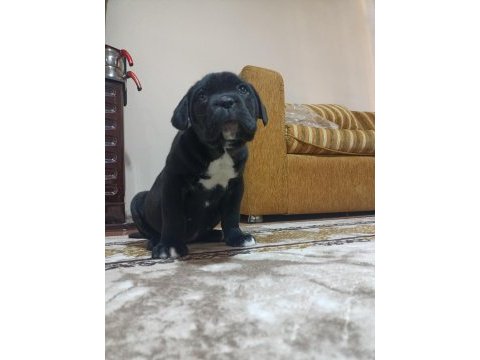 A class şecereli kaliteli cane corso yavru