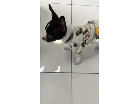 4 aylık chihuahua yavrumuz