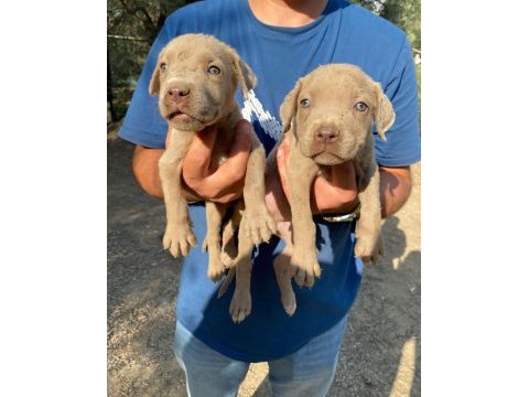 Sağlıklı cane corso yavrular