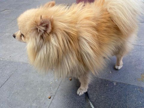 3 yaşında erkek spitz