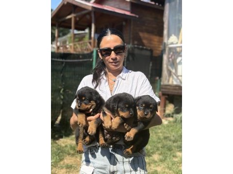 Rottweiler fcı şecereli yavrular