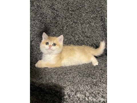Anne baba şecereli golden ny12 british shorthair erkek