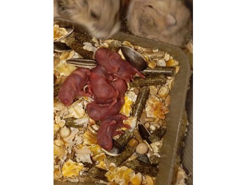Yavru hamster