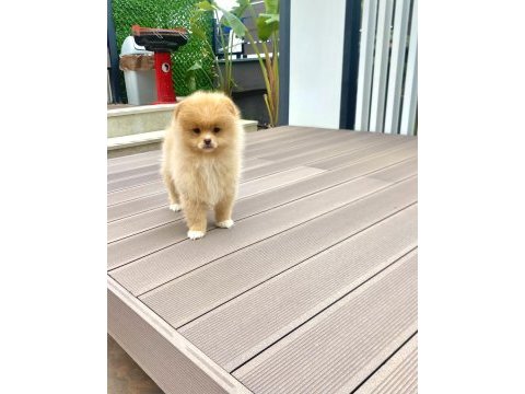Kalite pomeranian boo dişi
