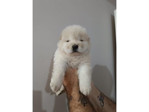 Çin aslanı yavru köpeğimiz