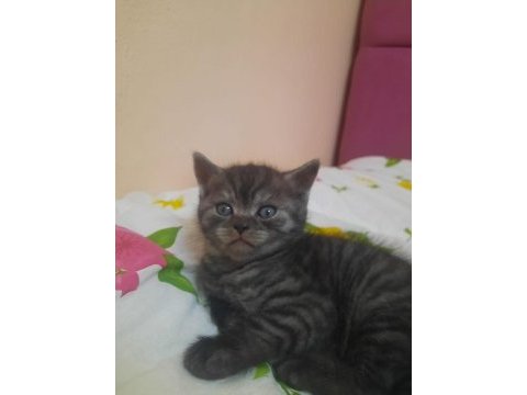 British tiger tabby scottish yavrular