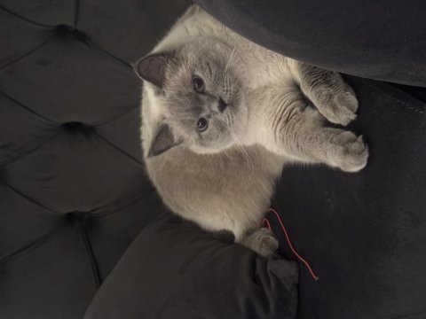 British blue point